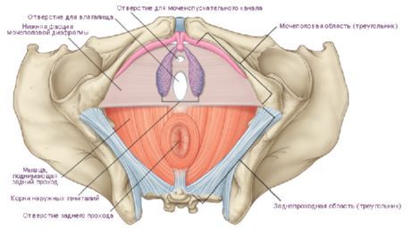 একটি মহিলার মধ্যে perineum