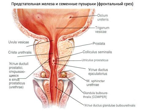 Adenomul de prostată: cauze, simptome, tratament | fanfarapr.ro
