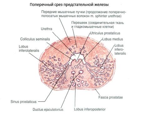 prostata 4 Az XP Prostatitis útja