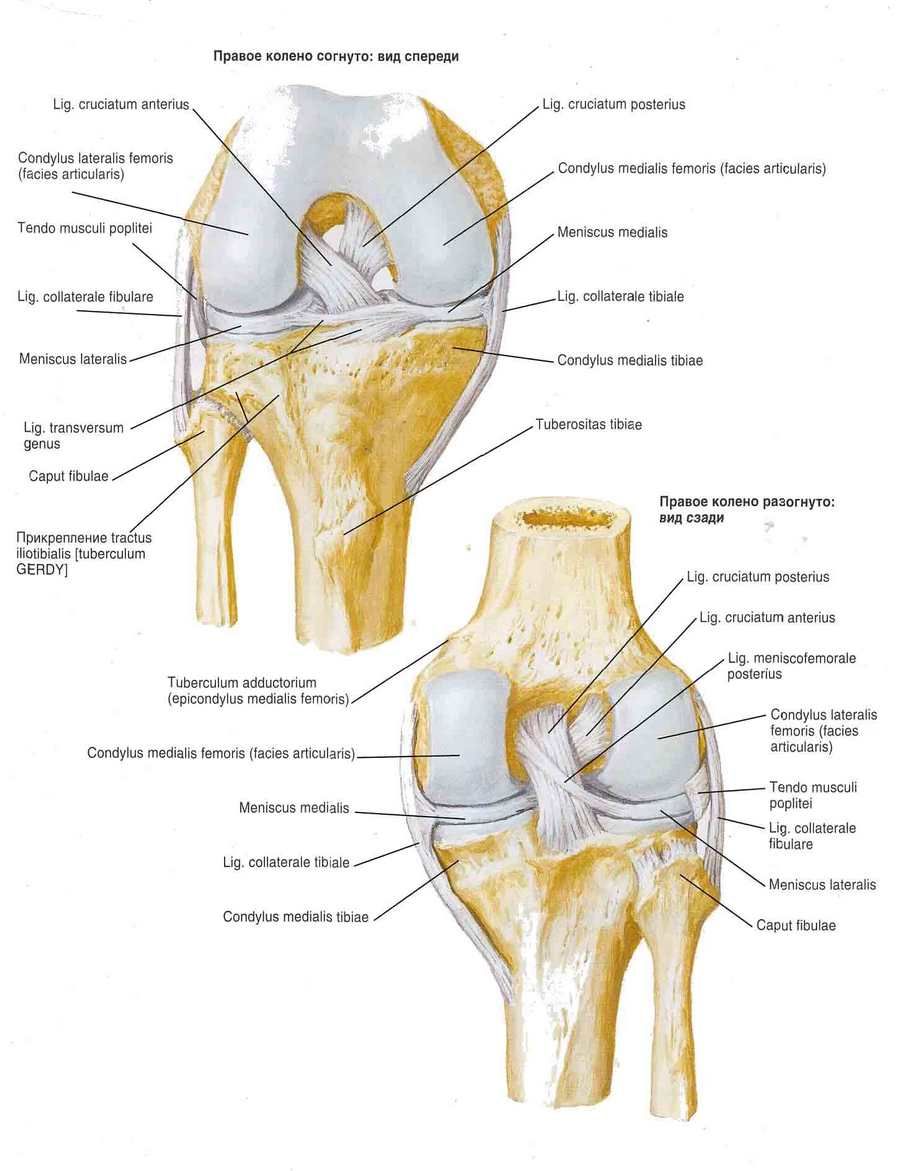 হাঁটু যুক্ত ligaments