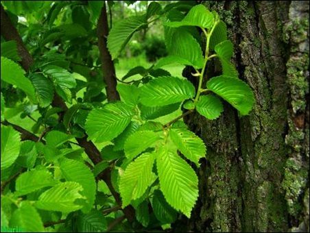 স্লিপির এলম